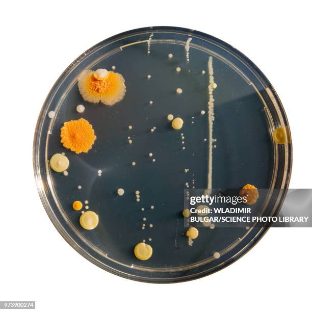 cultures growing on petri dish - bacillus subtilis stock pictures, royalty-free photos & images