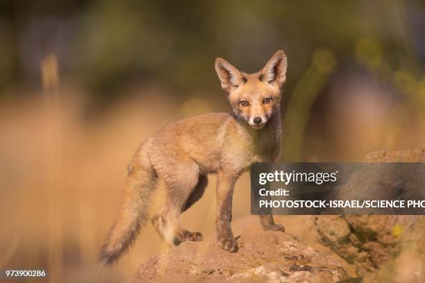 juvenile red fox - photostock stock pictures, royalty-free photos & images