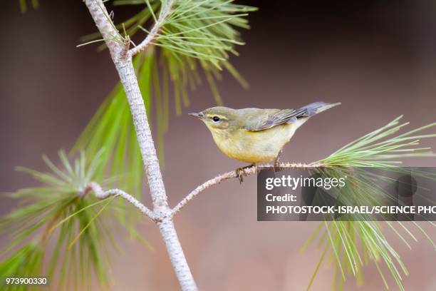 chiffchaff - photostock stock pictures, royalty-free photos & images