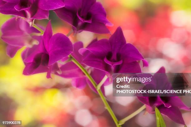 purple flowers - photostock stock pictures, royalty-free photos & images