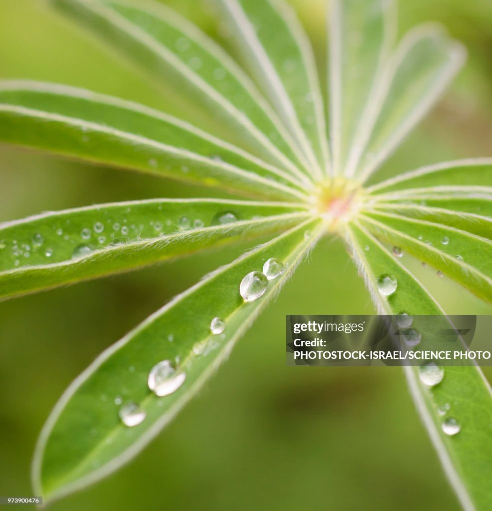 Rain drops on a green leaf