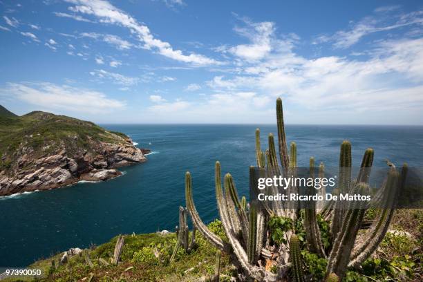 brazil, cactus and sea - arraial do cabo 個照片及圖片檔