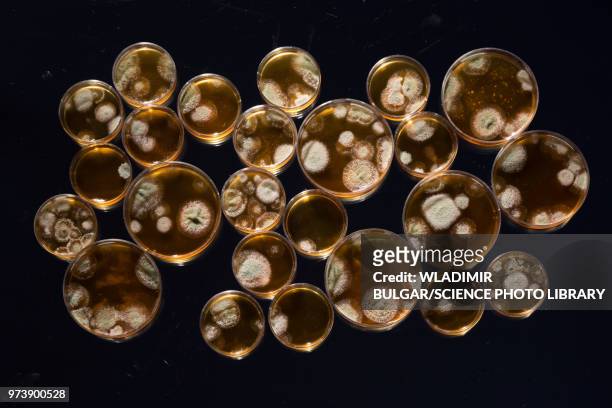 cultures growing on petri dishes - yeast laboratory stockfoto's en -beelden