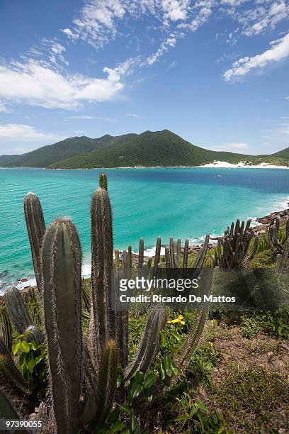 brazil, cactus and turquoise waters - arraial do cabo 個照片及圖片檔