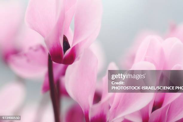 persian violets (cyclamen persicum) - photostock 個照片及圖片檔