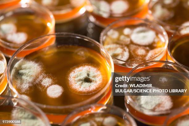 cultures growing on petri dishes - yeast laboratory stock pictures, royalty-free photos & images