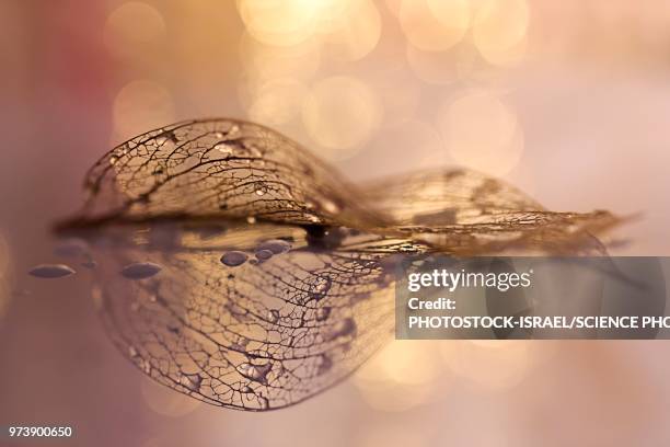 decaying leaf - photostock stock pictures, royalty-free photos & images