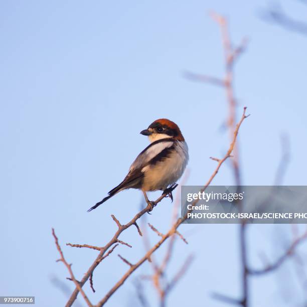 male woodchat shrike - photostock stock pictures, royalty-free photos & images