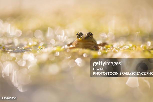 marsh frog - photostock stock pictures, royalty-free photos & images