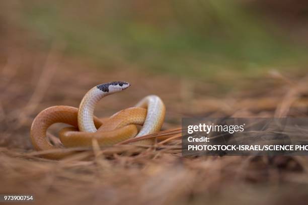 black-headed ground snake - photostock 個照片及圖片檔