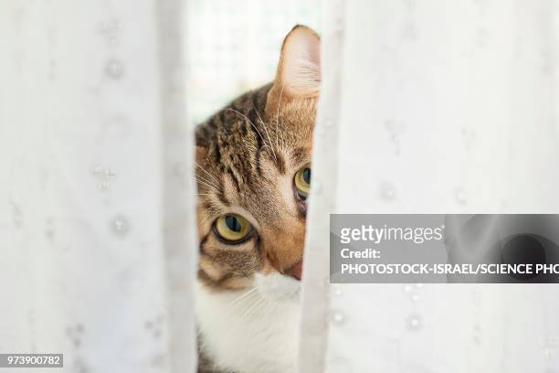 cat behind a curtain - photostock stock pictures, royalty-free photos & images