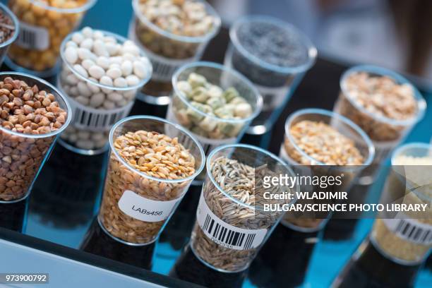 seeds and cereals in food safety laboratory - voedselveiligheid stockfoto's en -beelden