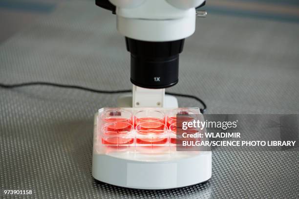 cell cultures under microscope - water under microscope stock pictures, royalty-free photos & images