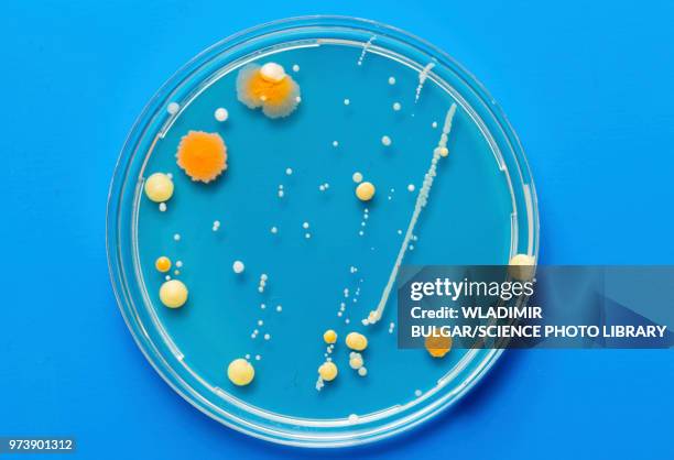 cultures growing on petri dish - bacterie stockfoto's en -beelden