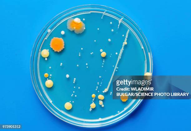 cultures growing on petri dish - bacterium stock pictures, royalty-free photos & images