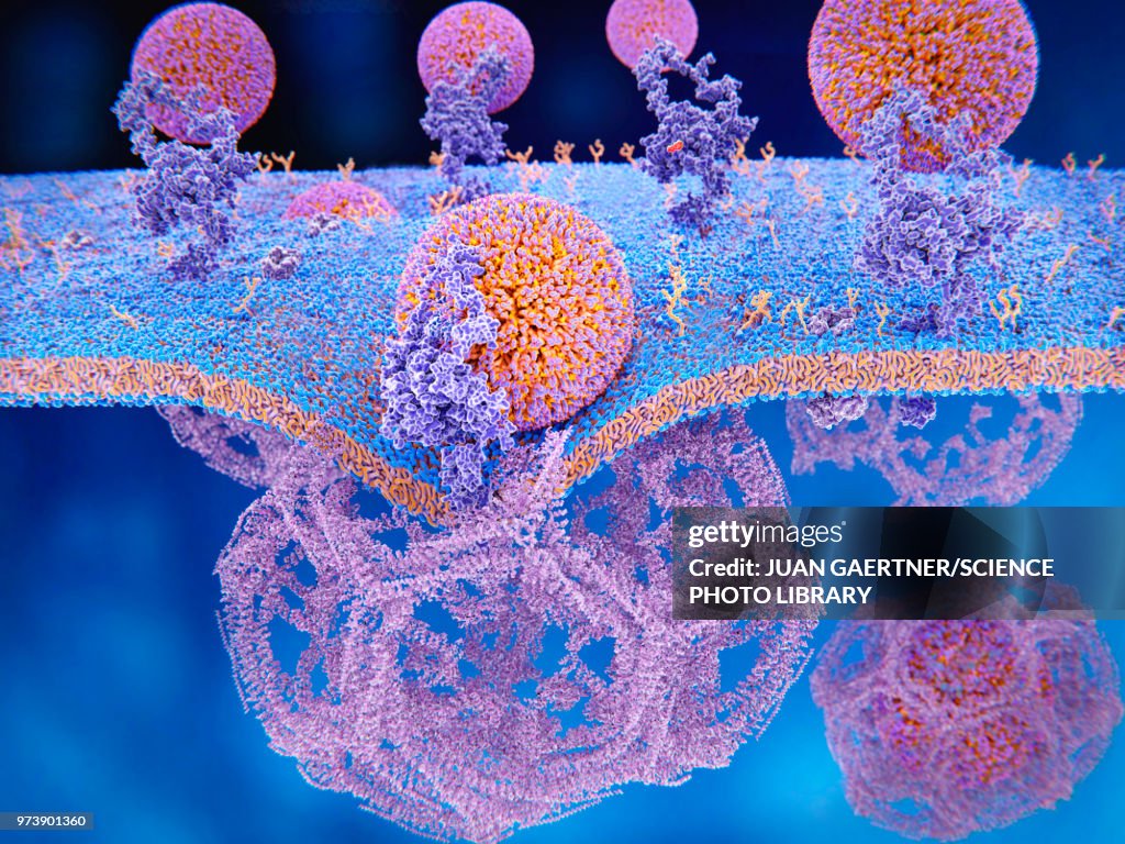 LDL receptors on cell membrane, illustration