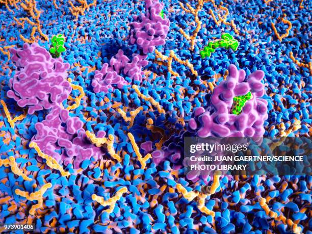 stockillustraties, clipart, cartoons en iconen met thc binding to cannabinoid receptors, illustration - celmembraan