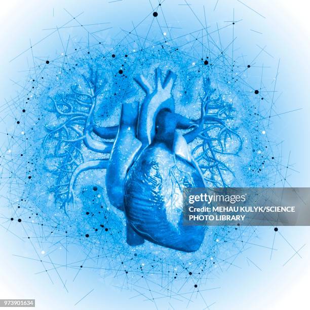 High Resolution Heart 1,467 Blue Human Heart Stock Photos, High-Res Pictures, and Images ...