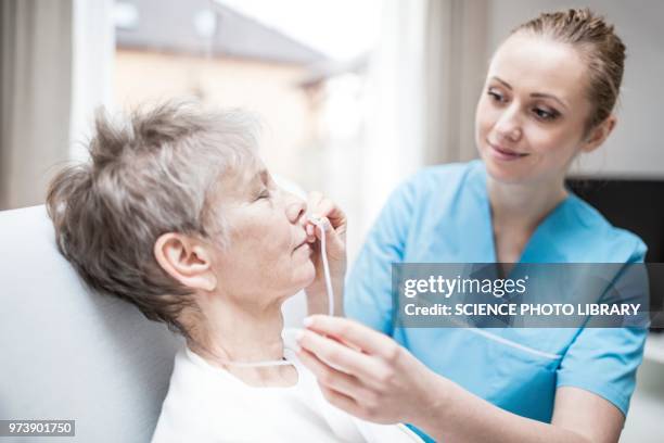 carer inserting nasal cannula in patient - nasal cannula ストックフォトと画像
