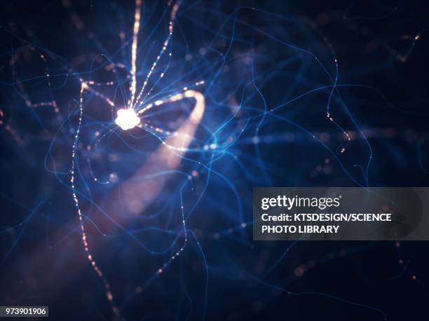 stockillustraties, clipart, cartoons en iconen met nerve cells, illustration - synapse