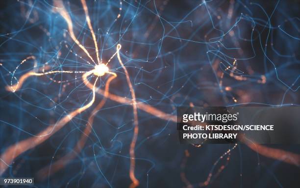 illustrazioni stock, clip art, cartoni animati e icone di tendenza di nerve cells, illustration - nervous system