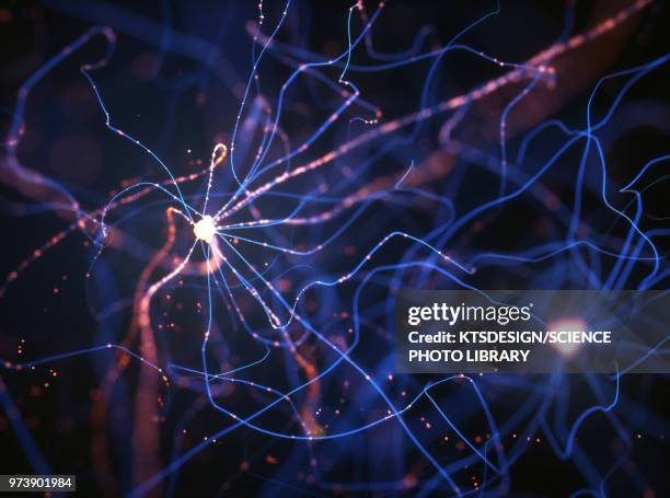 ilustrações de stock, clip art, desenhos animados e ícones de nerve cells, illustration - célula nervosa
