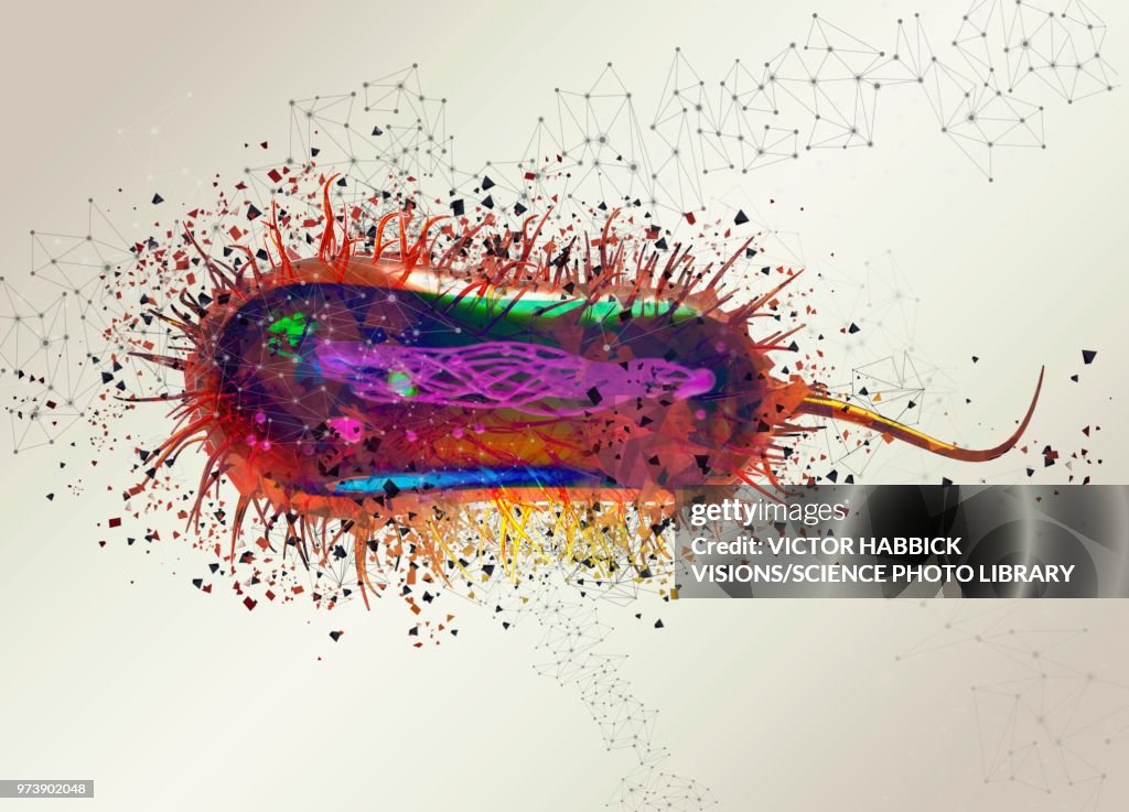 E coli virus, illustration