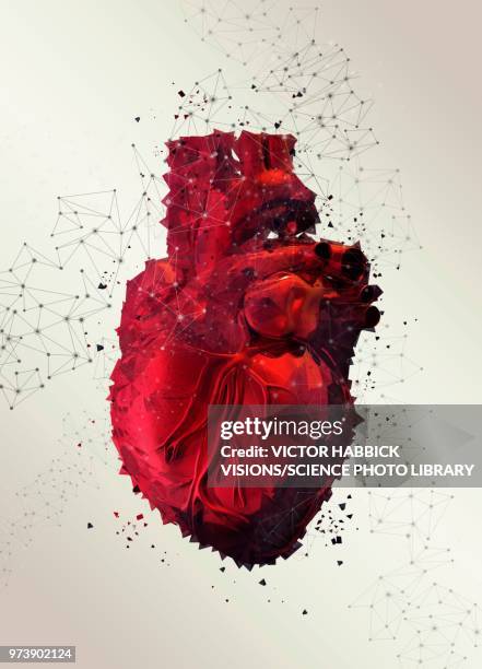 human heart, illustration - human heart stock illustrations