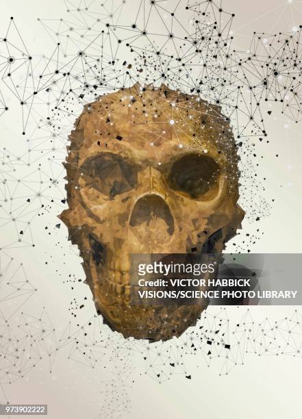 human skull, illustration - victor habbick stock-grafiken, -clipart, -cartoons und -symbole