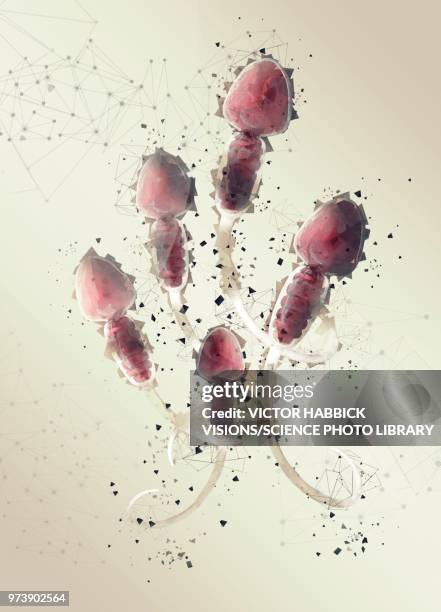 human sperm, illustration - victor habbick stock-grafiken, -clipart, -cartoons und -symbole