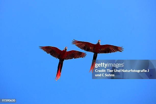 hellroter ara - scarlet macaw images stock pictures, royalty-free photos & images