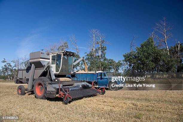 harvesting barley - kyle thousand stock pictures, royalty-free photos & images