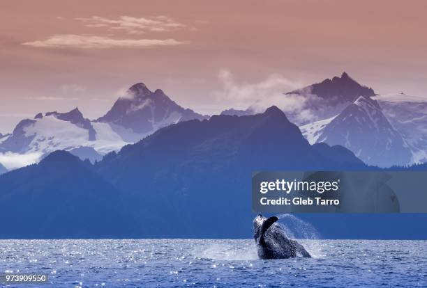 whale breaching with mountain range in background, kenai fjords national park, alaska, usa - us wildlife stock pictures, royalty-free photos & images