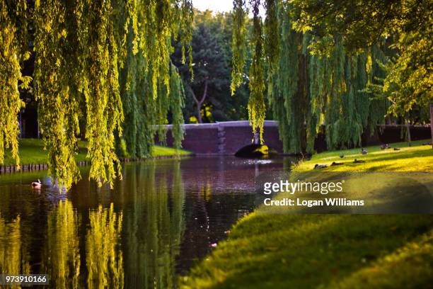 canal and bridge in park in rotterdam, netherlands - logan williams fotografías e imágenes de stock