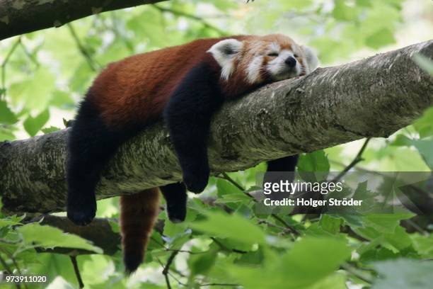 red panda relaxing on branch, germany - animals stockfoto's en -beelden