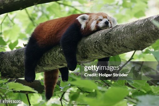 18,086 Panda Animal Photos and Premium High Res Pictures - Getty Images 18,086 Panda Animal Photos and Premium High Res Pictures - Getty Images