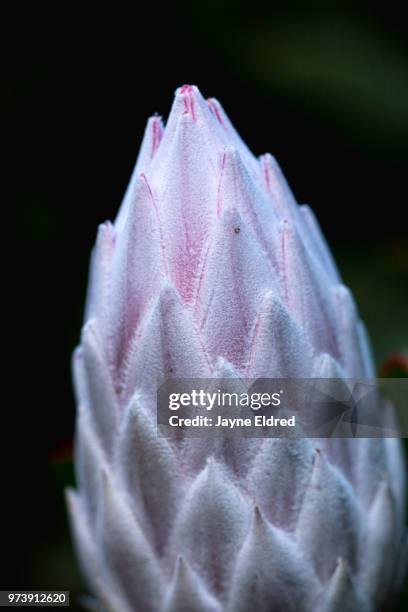 protea detail - protea stock pictures, royalty-free photos & images
