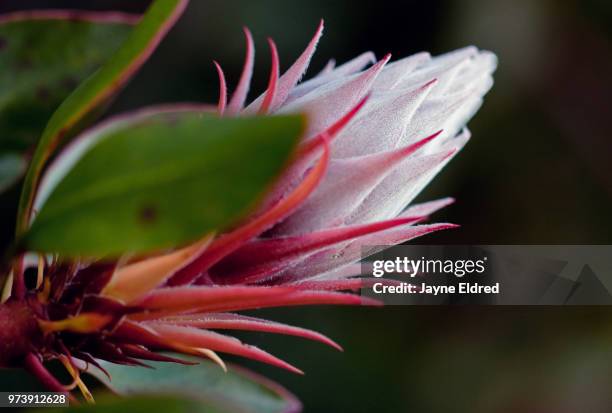 spiky protea - protea stock pictures, royalty-free photos & images