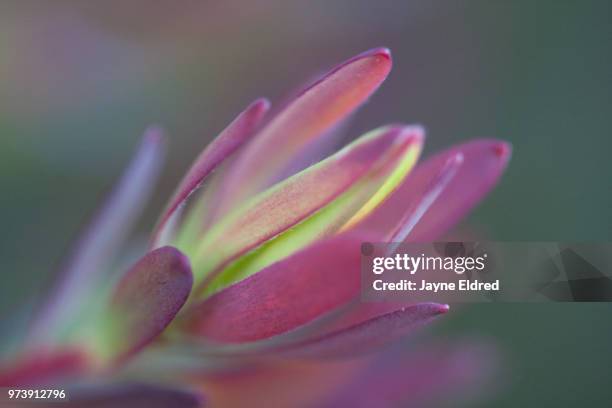 soft protea focus - protea stock pictures, royalty-free photos & images