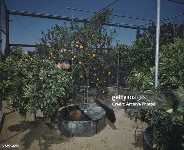 Part Dipping Tree 135 University Of California Riverside Campus Stock Photos, High-Res ...
