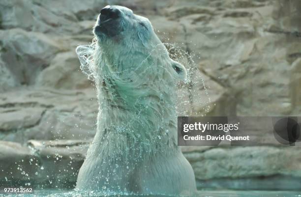 polar bear shaking off water, amneville, france - polar bear face stock pictures, royalty-free photos & images