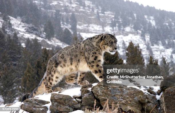 snow leopard - snow leopard 個照片及圖片檔