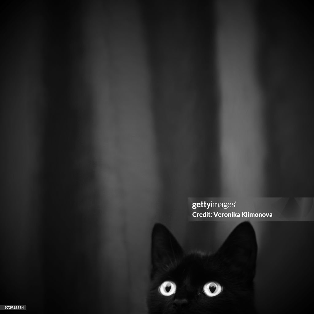 Black cat in dark