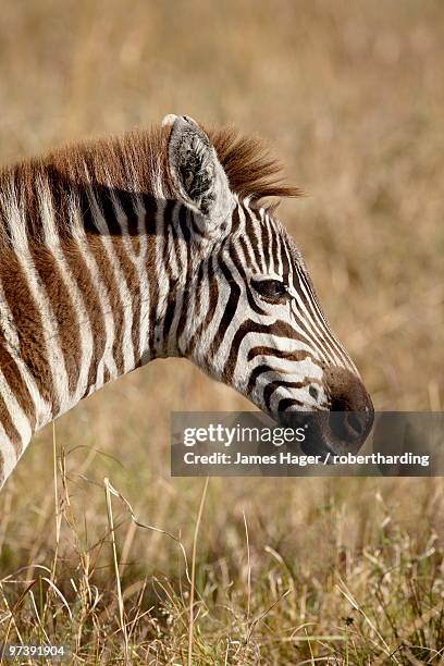 young grants zebra (plains zebra) (common zebra) (equus burchelli boehmi), masai mara national reserve, kenya, east africa, africa - grant's zebra fotografías e imágenes de stock