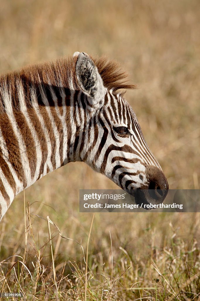 Young Grants Zebra (Plains Zebra) (Common Zebra) (Equus burchelli boehmi), Masai Mara National Reserve, Kenya, East Africa, Africa