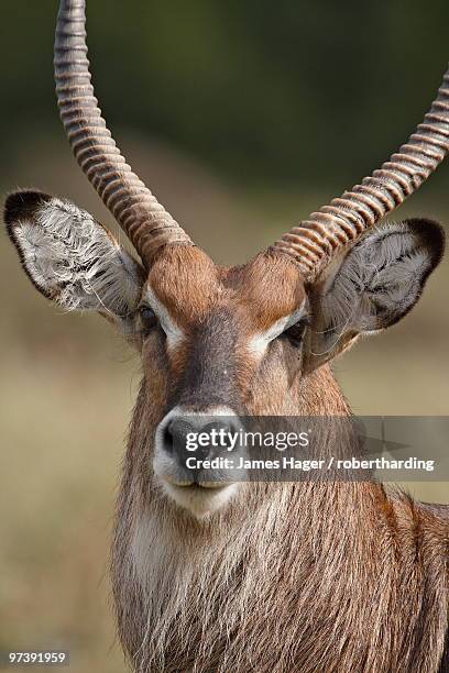 male defassa waterbuck (kobus ellipsiprymnus defassa), masai mara national reserve, kenya, east africa, africa - defassa waterbuck stock pictures, royalty-free photos & images