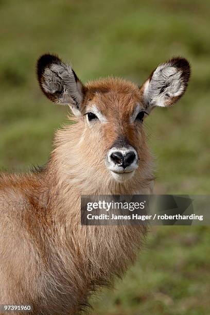 young defassa waterbuck (kobus ellipsiprymnus defassa), masai mara national reserve, kenya, east africa, africa - defassa waterbuck stock pictures, royalty-free photos & images