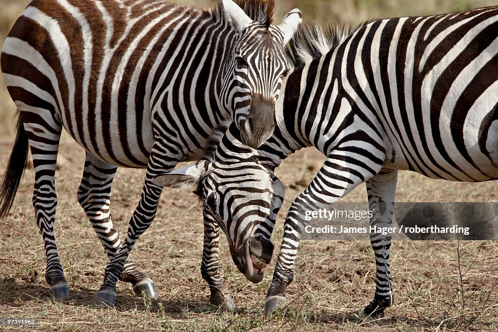 Two male Grants Zebra (Plains Zebra, Common Zebra) (Equus burchelli boehmi) fighting, Masai Mara National Reserve, Kenya, East Africa, Africa