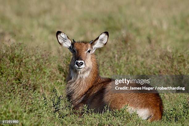 young male defassa waterbuck (kobus ellipsiprymnus defassa), masai mara national reserve, kenya, east africa, africa - defassa waterbuck stock pictures, royalty-free photos & images