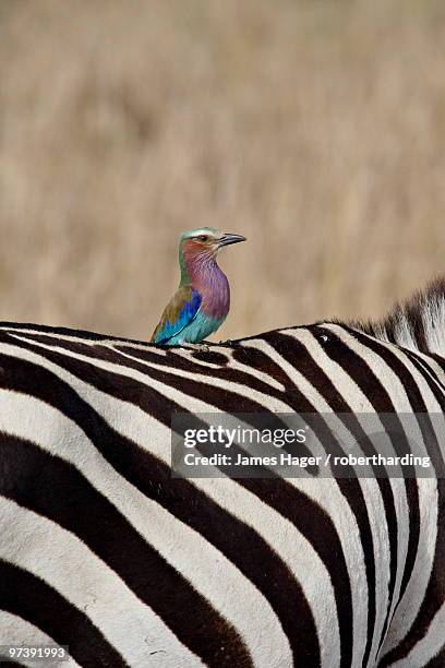 lilac-breasted roller (coracias caudata) on the back of a grants zebra (plains zebra) (common zebra) (equus burchelli boehmi), masai mara national reserve, kenya, east africa, africa - grants zebra stock pictures, royalty-free photos & images